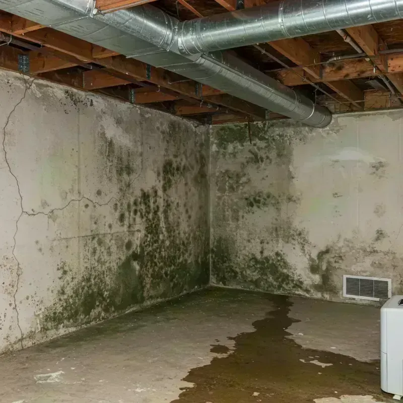 Professional Mold Removal in Camden, AR